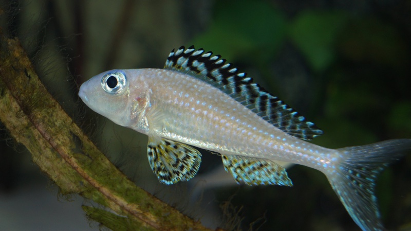 Xenotilapia papilio 'Tembwe (Deux)'